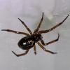 Steatoda nobilis